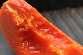 海南树熟牛奶木瓜，水润清甜，发顺丰陆运