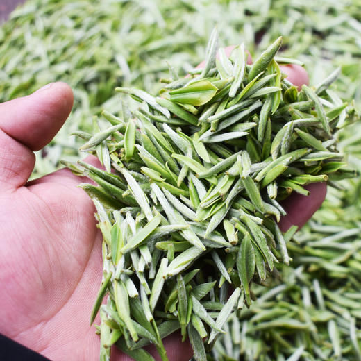 【贡芽】明前贡芽五峰宝子茶尊玺4g*15袋单盒装 商品图2