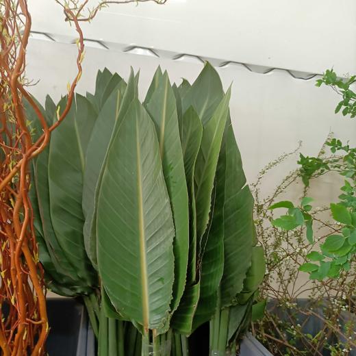 天堂鸟叶  约9-10片/扎 商品图1