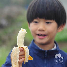 生态手指蕉 | 绿家自产 * Eco-finger banana | Self-production