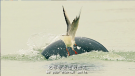 初见你的微笑（演唱）—江豚