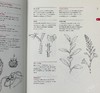 【中商原版】植物学图解词典 英文原版 A Botanist's Vocabulary Susan K. Pell Timber Press 黑白插图 科普书籍 商品缩略图4