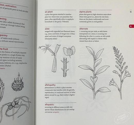 【中商原版】植物学图解词典 英文原版 A Botanist's Vocabulary Susan K. Pell Timber Press 黑白插图 科普书籍 商品图4