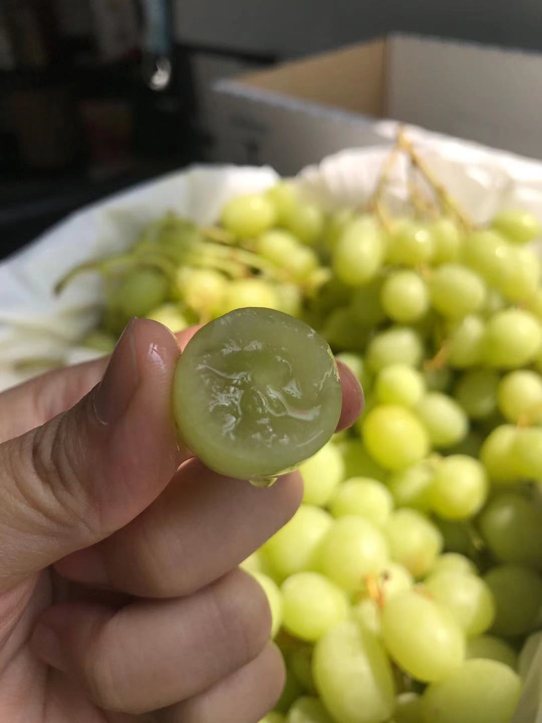 澳洲甜地球青提颗颗晶莹剔透口感嘎嘣儿脆如爆爆珠般好吃到让你欲罢不