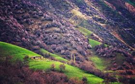 伊犁杏花最后3席！小众杏花沟露营，遇见初春的赛湖