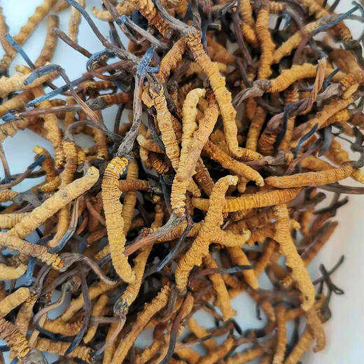 冬虫夏草（青海玉树产） 商品图3