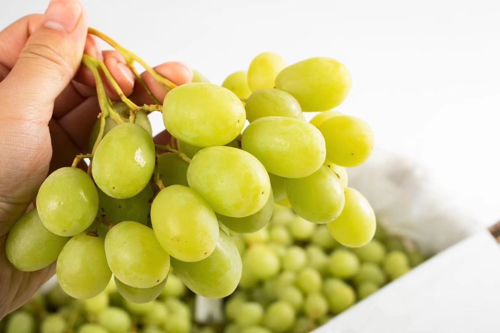 澳洲甜地球青提颗颗晶莹剔透口感嘎嘣儿脆如爆爆珠般好吃到让你欲罢不