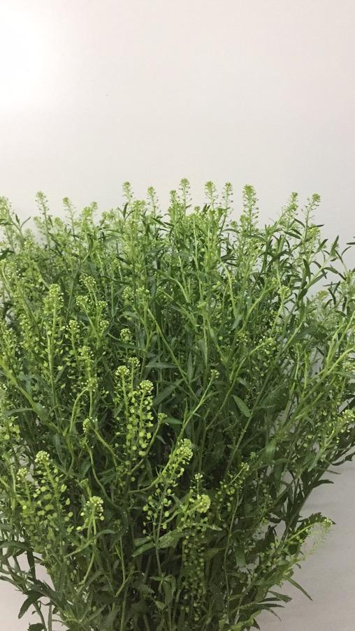 【惹人怜爱】绿铃草（BB草）若干枝/扎 商品图7