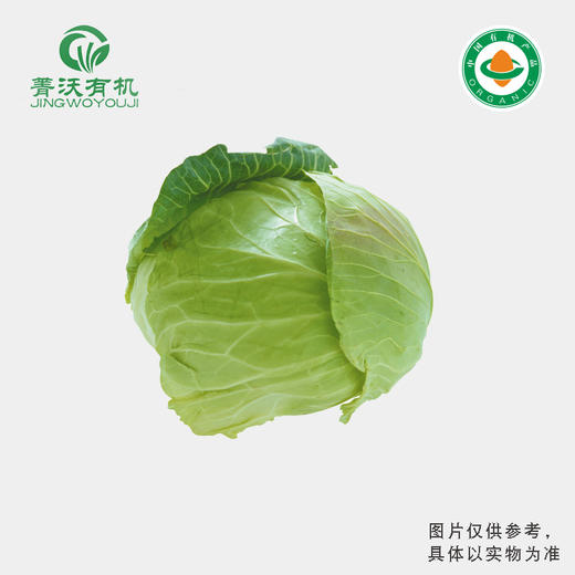 菁沃有机旺旺卷心菜 商品图0