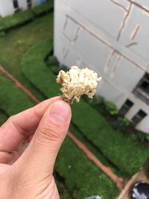 木槿花    白槿花 商品图4