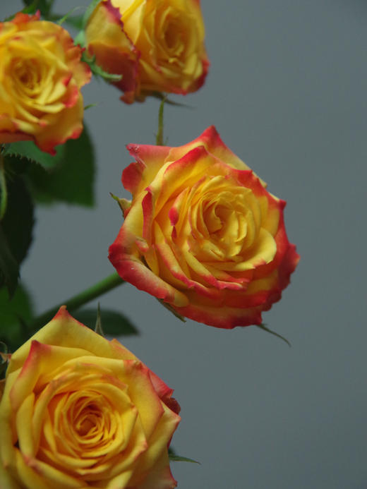 眼线多头玫瑰【你说我眼睛闪闪的有星星，因为抬头转身，就能看到你】简小姐精选 稀有温暖复古肯尼亚进口品种玫瑰 橙色系多头 眼线/眼线笔9+1枝（防花损）2件包邮 下单5天内发货 商品图10