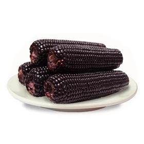 【大鹏】东北黑玉米嫩甜糯玉米棒10根（新老包装随机发货）