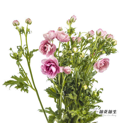 配花 | 蝴蝶洋牡丹深粉色 商品图3