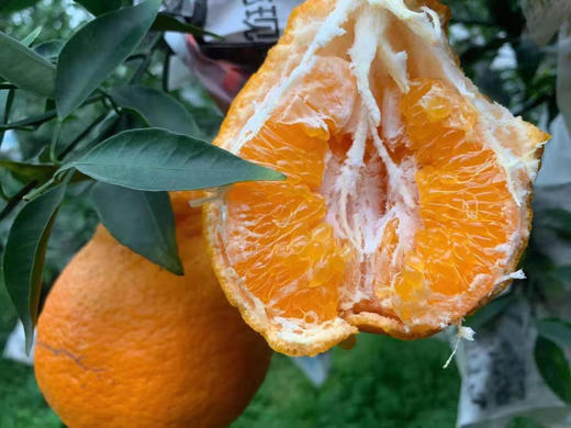 【团购特惠】耙耙柑，自然熟，浓甜微酸！原味自然熟！没有狠活放心拍！ 商品图10