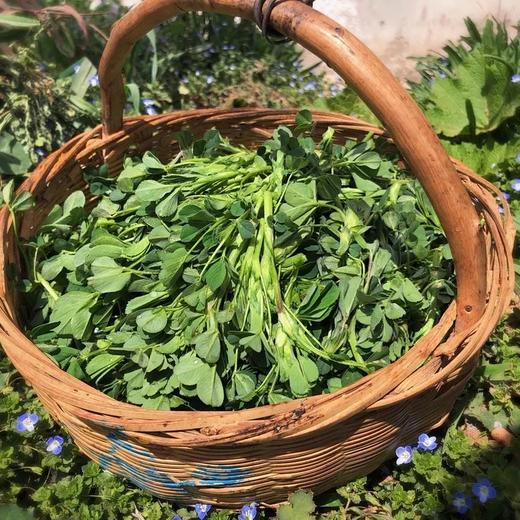 生态苜蓿菜 | 合作生产* Eco-clover | Coproduction 商品图2
