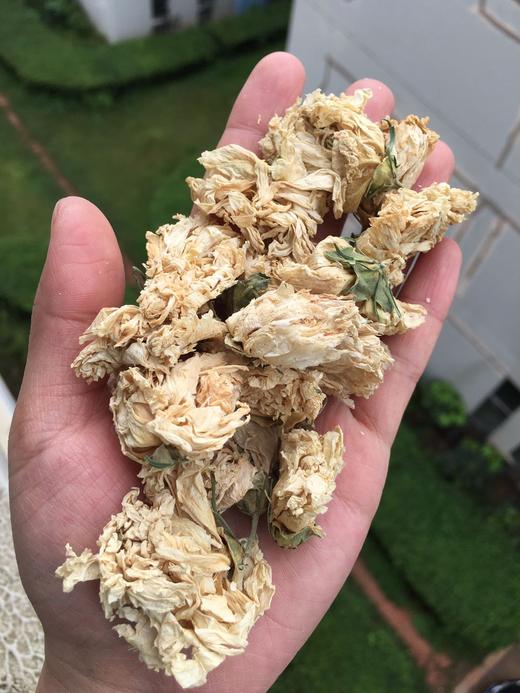 木槿花    白槿花 商品图3