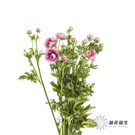 配花 | 蝴蝶洋牡丹深粉色 商品图8