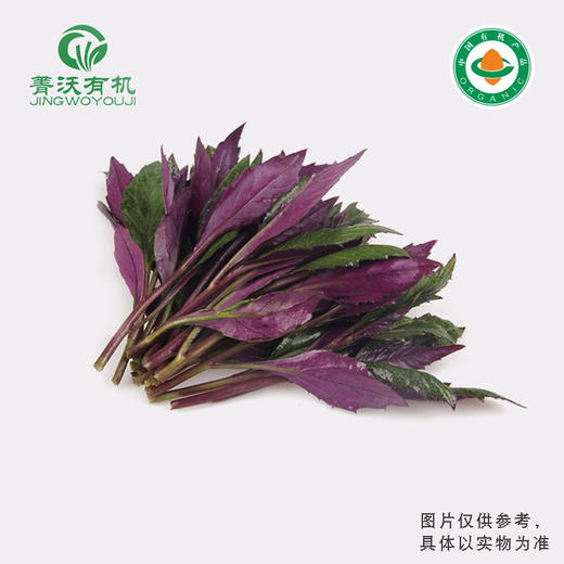 【下单后2-3天发货】菁沃有机紫背天葵300g 商品图0