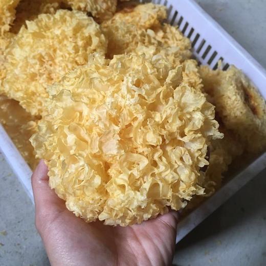【九九食材】古田银耳250g*2包 无硫优质糯银耳【高级课程】 商品图2