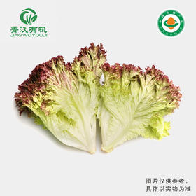 菁沃有机紫叶生菜300g