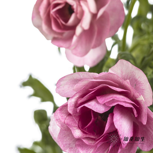 配花 | 蝴蝶洋牡丹深粉色 商品图5