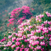【百里杜鹃3日】（4.10-12）百里杜鹃花海怒放！这片粉色仙境，美到让人窒息 商品缩略图1