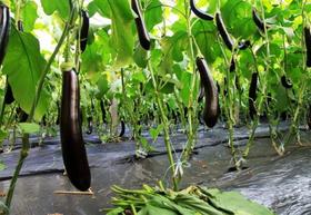 茄子辣椒的追肥和养根