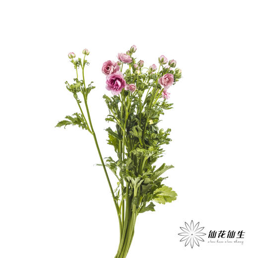 配花 | 蝴蝶洋牡丹深粉色 商品图4