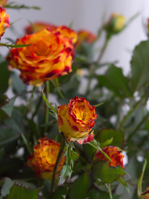 眼线多头玫瑰【你说我眼睛闪闪的有星星，因为抬头转身，就能看到你】简小姐精选 稀有温暖复古肯尼亚进口品种玫瑰 橙色系多头 眼线/眼线笔9+1枝（防花损）2件包邮 下单5天内发货 商品图2