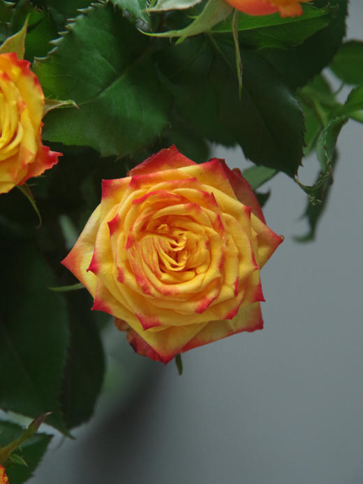 眼线多头玫瑰【你说我眼睛闪闪的有星星，因为抬头转身，就能看到你】简小姐精选 稀有温暖复古肯尼亚进口品种玫瑰 橙色系多头 眼线/眼线笔9+1枝（防花损）2件包邮 下单5天内发货 商品图9