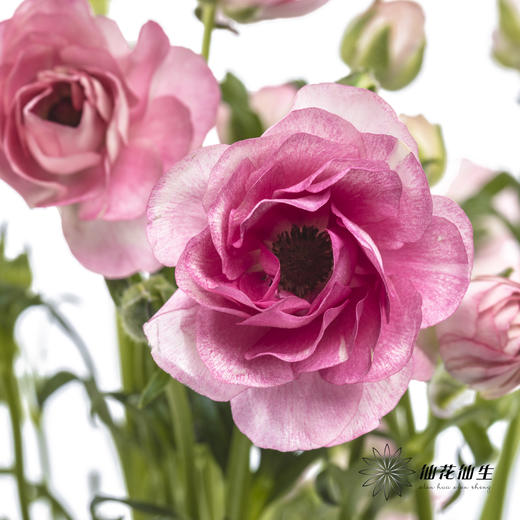 配花 | 蝴蝶洋牡丹深粉色 商品图6