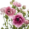 配花 | 蝴蝶洋牡丹深粉色 商品缩略图7