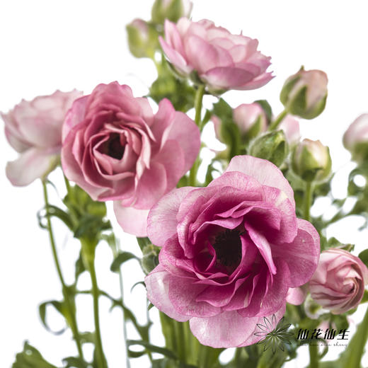 配花 | 蝴蝶洋牡丹深粉色 商品图7