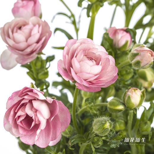 配花 | 蝴蝶洋牡丹深粉色 商品图2