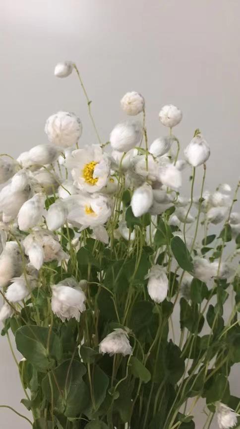 【每日福利】鲁丹鸟,10支/扎,多色可选 - floever鲜花量贩