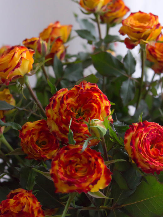 眼线多头玫瑰【你说我眼睛闪闪的有星星，因为抬头转身，就能看到你】简小姐精选 稀有温暖复古肯尼亚进口品种玫瑰 橙色系多头 眼线/眼线笔9+1枝（防花损）2件包邮 下单5天内发货 商品图5