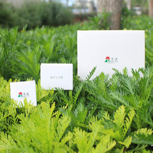 茂连普洱茶 迷你七子饼茶 勐库古树生茶冰岛乔木老树茶 8651 商品图1