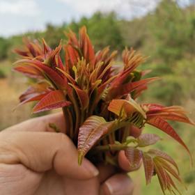  野生红油香椿上市，春天的味道 买500g送100g