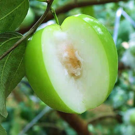 福建牛奶大青枣5斤新鲜当季水果贵妃冬枣奶油甜枣子整箱包邮