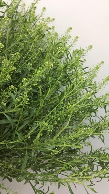 【惹人怜爱】绿铃草（BB草）若干枝/扎 商品图6