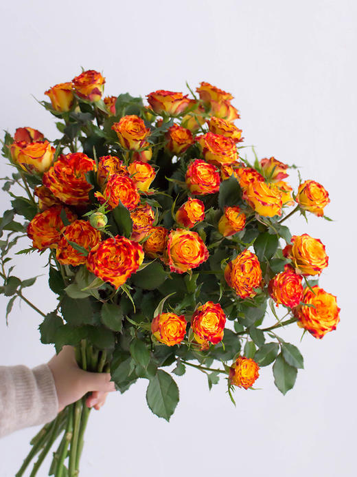 眼线多头玫瑰【你说我眼睛闪闪的有星星，因为抬头转身，就能看到你】简小姐精选 稀有温暖复古肯尼亚进口品种玫瑰 橙色系多头 眼线/眼线笔9+1枝（防花损）2件包邮 下单5天内发货 商品图0