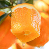 伦晚帝王橙 脐橙 伦晚春橙 不打蜡 水分足 自家果园 现摘现发 5斤/10斤装包邮 商品缩略图0