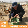 【助农公益】200多位空巢老人农家散养土鸡蛋，无饲料添加剂，小时候的味道，健康又营养 商品缩略图0