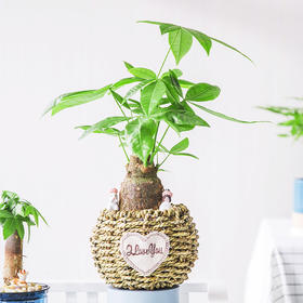 店铺上新|设计师眼中的绿植