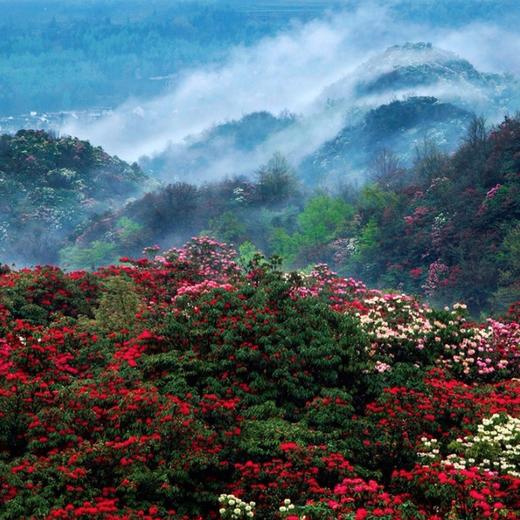 【百里杜鹃3日】（4.10-12）百里杜鹃花海怒放！这片粉色仙境，美到让人窒息 商品图3