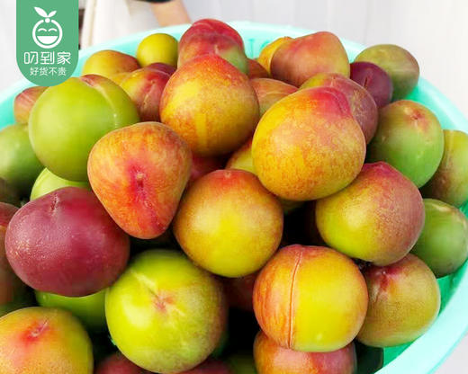 闽南新鲜秘制摇桃/1盒（约900g） 商品图3