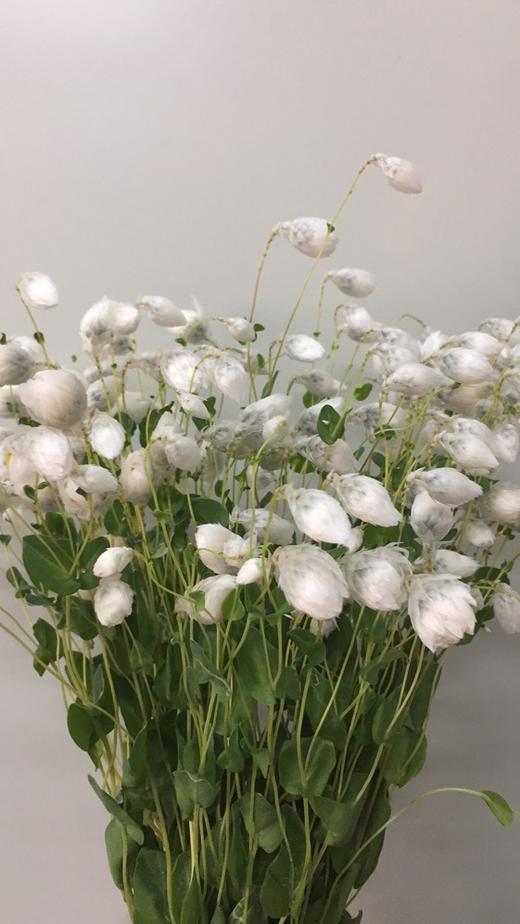 【每日福利】鲁丹鸟,10支/扎,多色可选 - floever鲜花量贩