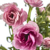 配花 | 蝴蝶洋牡丹深粉色 商品缩略图0