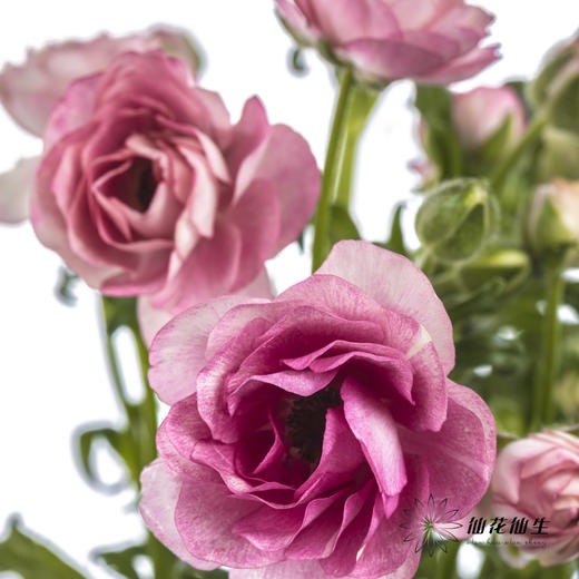 配花 | 蝴蝶洋牡丹深粉色 商品图0