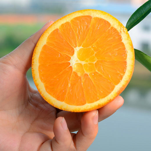 【基地直发】湖北 伦晚脐橙 手剥甜橙 精品大果 现摘新鲜 应季甜橙 商品图3
